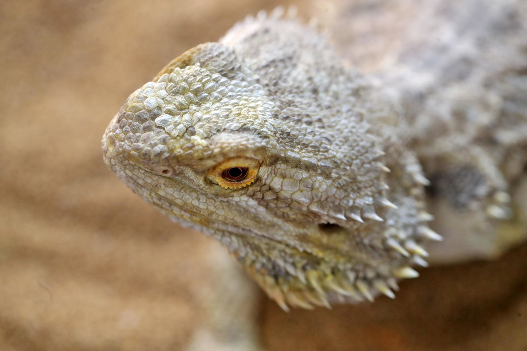 200113_REPTILE08